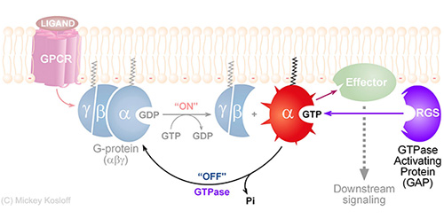GTPase cycle with RGS